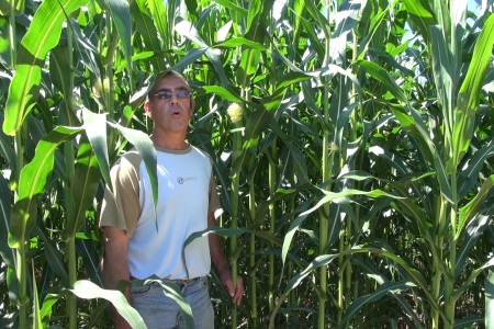 Mr Abadie devant un champ de maïs