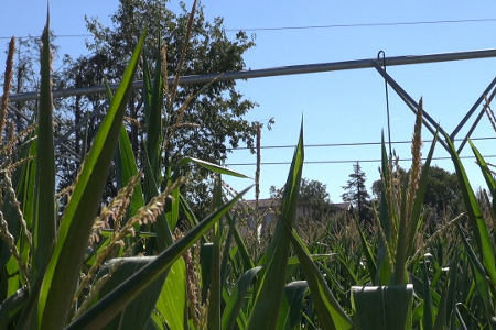 Rampe d'irrigation et maïs sur le site d'Innov-Agri Grand Sud-Ouest 2013 (@ B. Vitasse)