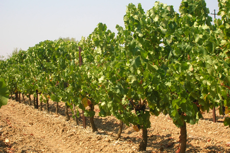 Vignes en Languedoc-Roussillon © M. BALUE